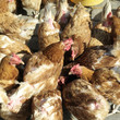 Chickens feeding