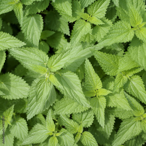 Photo: Spearmint leaves Spearmint leaves