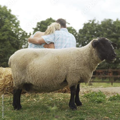 Photo: Sheep in the farm, man and woman embracing in the background Sheep in the farm, man and woman embracing in the background