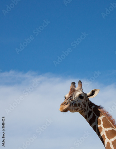 Photo: Giraffe with Blue Sky Giraffe with Blue Sky