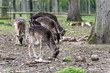 Damwild