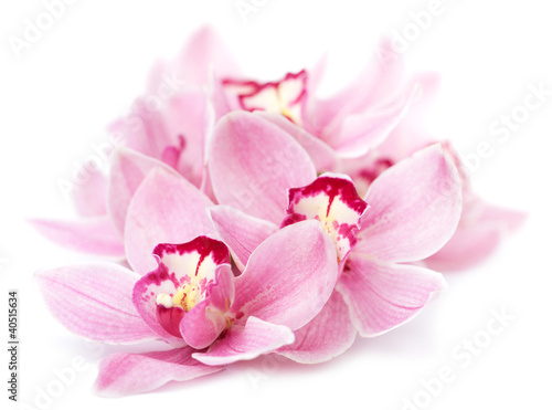 Foto: pink orchid flowers isolated pink orchid flowers isolated