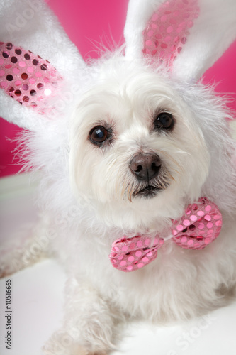 Photo: Pretty fluffy white dog in fancy bunny costume Pretty fluffy white dog in fancy bunny costume