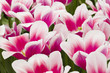 Colorful flowers Colorful flowers