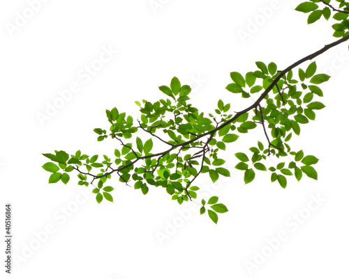 Photo: green leave isolated on white background green leave isolated on white background