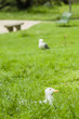 European Herring Gull, Larus argentatus European Herring Gull, Larus argentatus