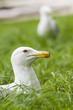 European Herring Gull, Larus argentatus European Herring Gull, Larus argentatus