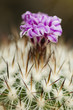 Mammillaria succulent plant Mammillaria succulent plant