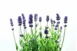 Leinwanddruck Bild - lavender