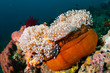 Anemonefish