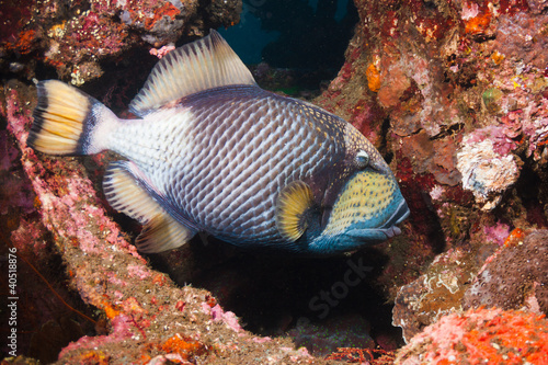 Photo: Titan Triggerfish Titan Triggerfish