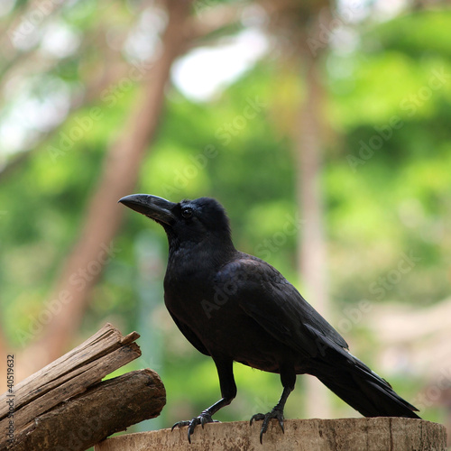 Photo: raven sitting on a wood raven sitting on a wood