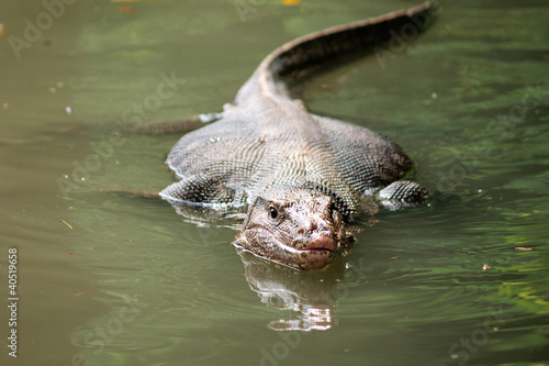 Photo: Wild varanus on the water ,Focus on the varanus eye. Wild varanus on the water ,Focus on the varanus eye.
