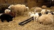 lambs in the stall lambs in the stall