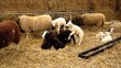 lamb lamb