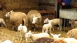 sheep with lamb sheep with lamb