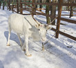 White deer