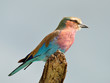 A fényképek részletei Lilacbreasted Roller  in Etosha park in Namibia