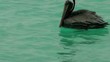 Video: Pelican on Bonaire 2 Pelican on Bonaire 2