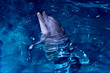 bottle-nose dolphin