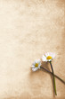 Two daisies on old cardboard