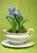 Photo: Frühlingslbumen Frühlingslbumen
