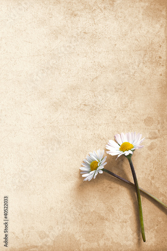 Photo: Two daisies on old cardboard Two daisies on old cardboard