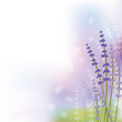 lavender background