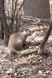 marmotte en foret