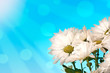 Daisies