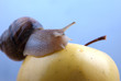 Snail on a yellow apple Snail on a yellow apple