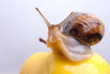 Snail on a yellow apple Snail on a yellow apple