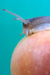Foto: Snail on a red apple Snail on a red apple