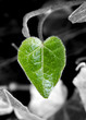 Herz Blatt