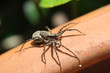 Spinne