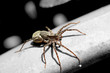 Spinne