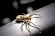Spinne