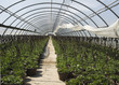 green house with hanging planter green house with hanging planter