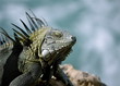Photo: Iguana on Bonaire Iguana on Bonaire