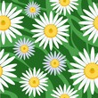Vector: seamless camomile background seamless camomile background