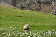 sheep at the valley