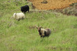 sheeps at the mountains