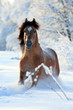 Foto: Bay horse running in winter Bay horse running in winter