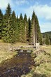 Im Thüringer Wald