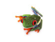 Rotaugenlaubfrosch 81, Agalychnis callidryas
