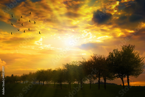 Photo: Sunrise Over Tree Line Sunrise Over Tree Line