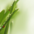 Fresh morning dew on a spring grass and little ladybug Fresh morning dew on a spring grass and little ladybug