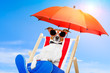 dog sunbathing on a deck chair