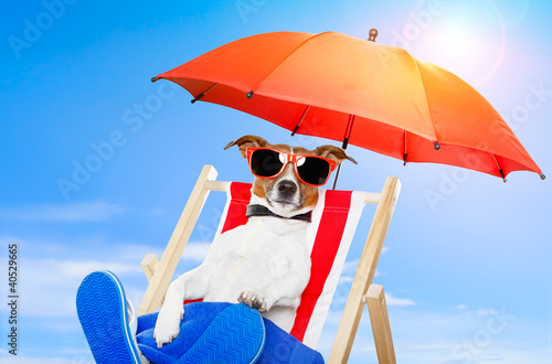 Foto: dog sunbathing on a deck chair dog sunbathing on a deck chair