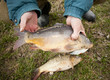 Nice carp cought on a light feeder system.